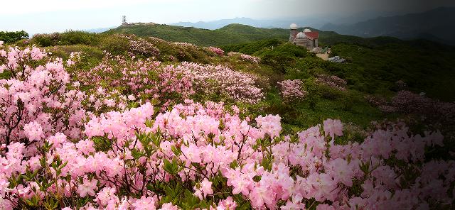 소백산철쭉제.png